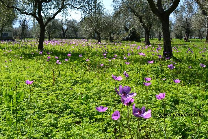 Anemone del fioraio